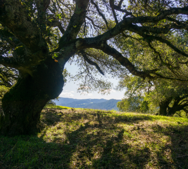 Tree beauty photo